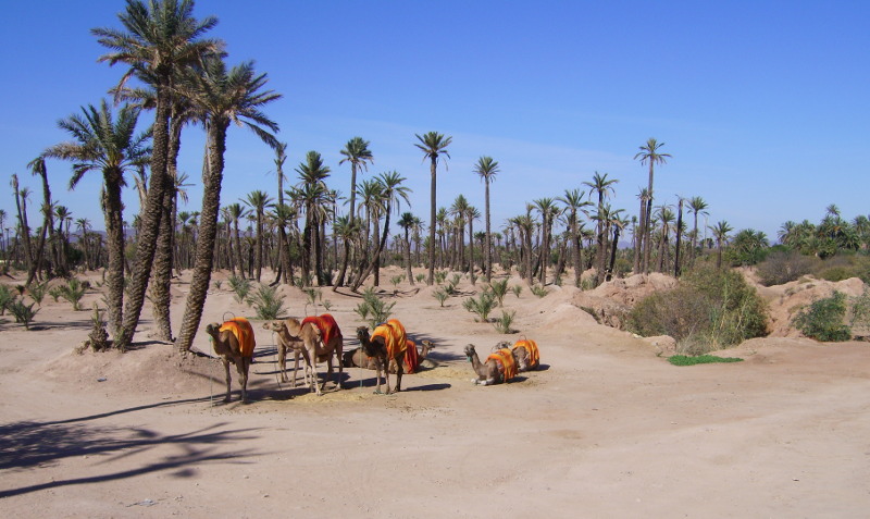 The Palm grove in Marrakesh - Morocco