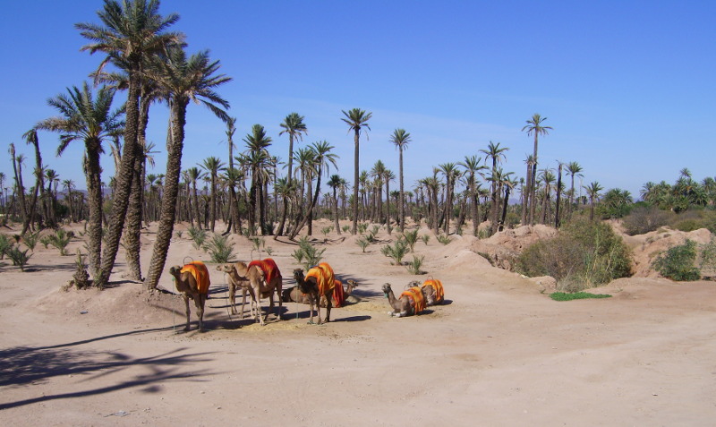 Oase - Palmenhain in Marrakesch / Marokko