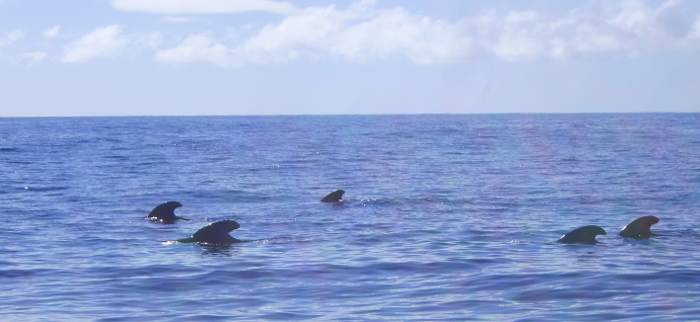 Pilot whales between La Gomera and Tenerife island in Atlantic