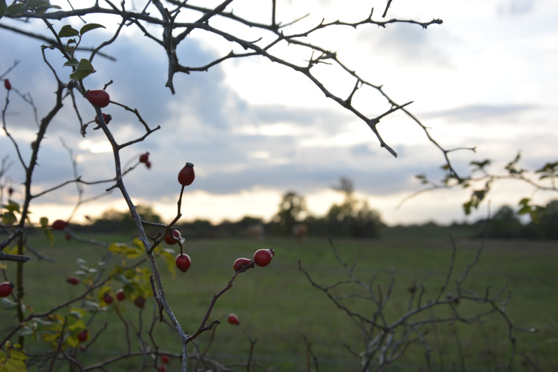 Uckermark for clocking down