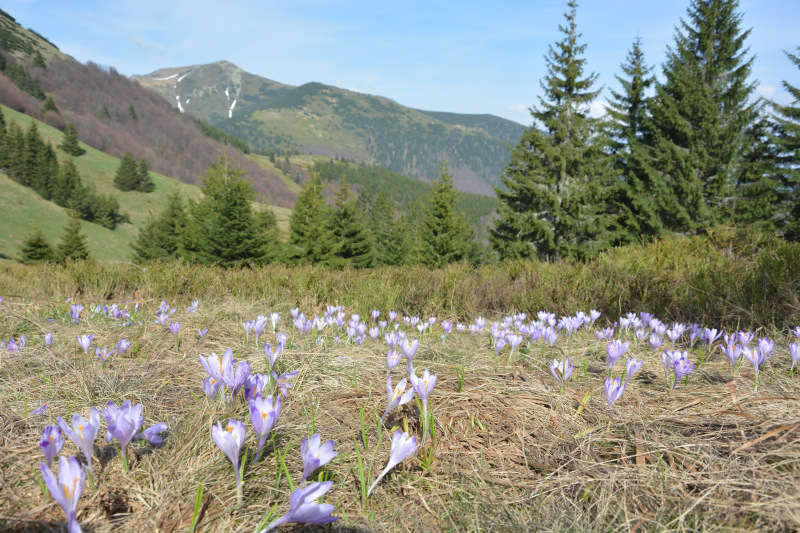 Mala Fatra Mountains -  Crocus Medadow near  Maly Krivan