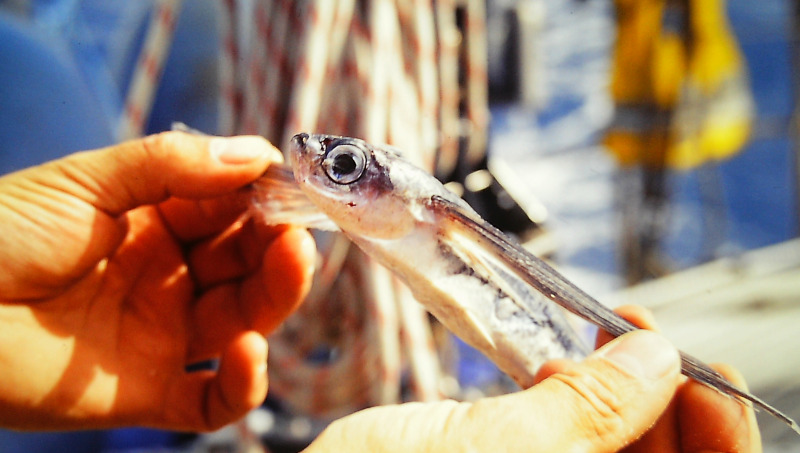 Atlantik-Segeln:  Fliegender Fisch an Deck der Segelyacht