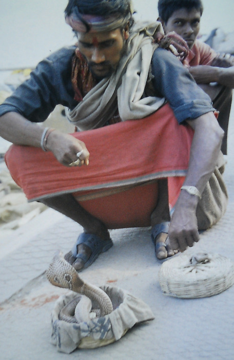 Indien: Varanasi Schlangenbeschwörer