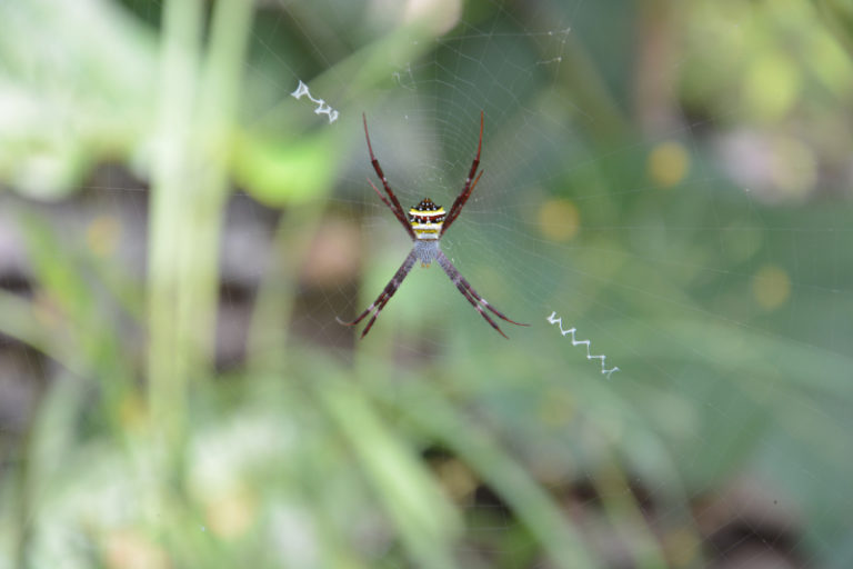 spider net in the mountain wood