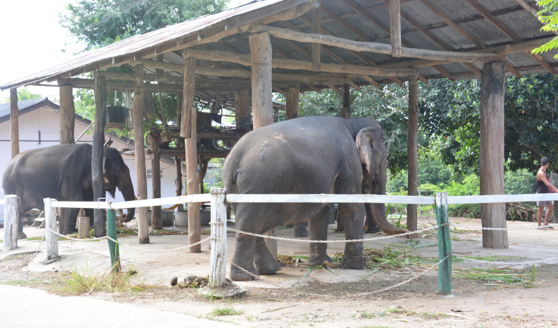 Elephant Carport with concrete floor and foot chain in a Elephant riding station near Pai in Thailand's north