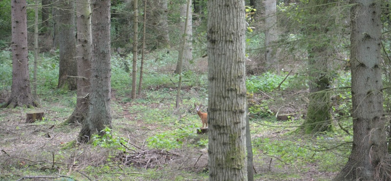 Rügen Island - deer in spruce forest