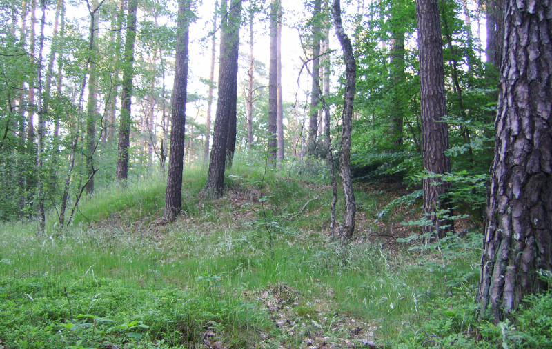 Bronze age burial mound south of Schildau Dahlener Heide