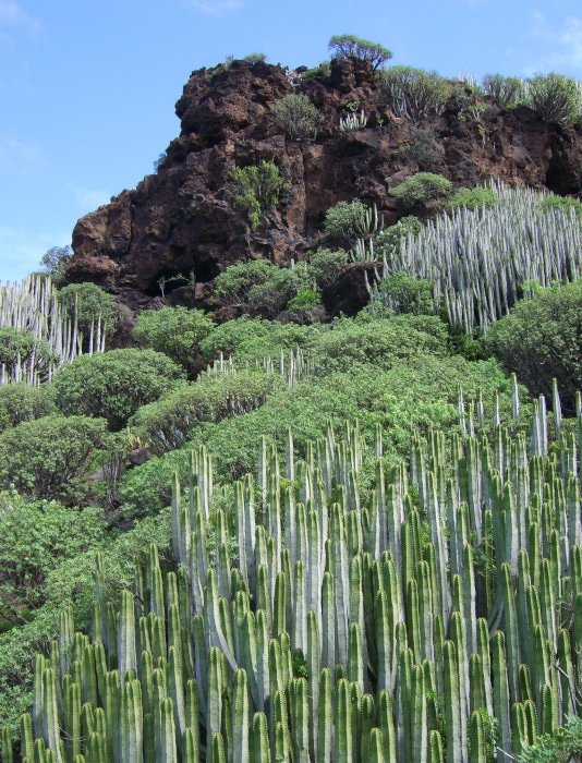 Gran Canaria mountain Cactus near Agaete