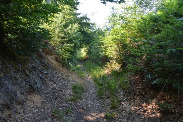 Cycle tour north france: Reims - Mont-Saint-Michel: Forest path off the track