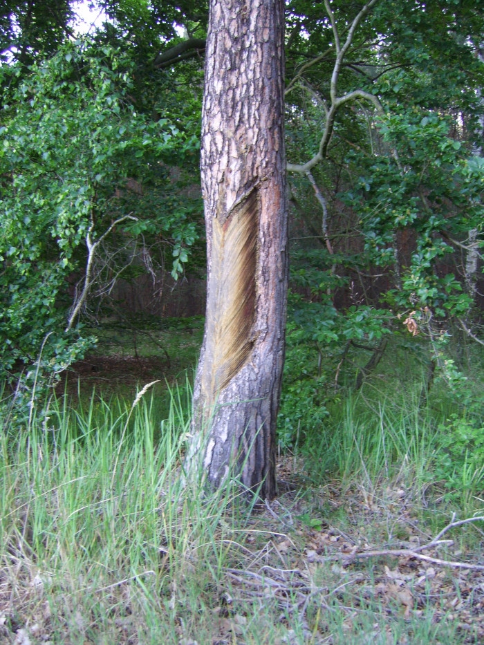 Dahlener Heide - Resined pine tree near Schildau