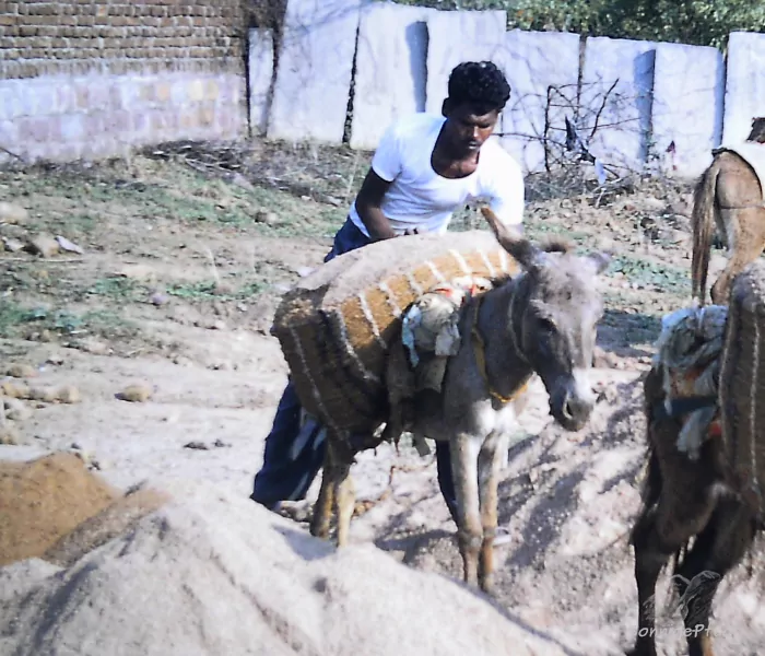 Baustelle Weltkulturerbe: Esel mit Kiestransport am Tempel Khajuraho in Indien