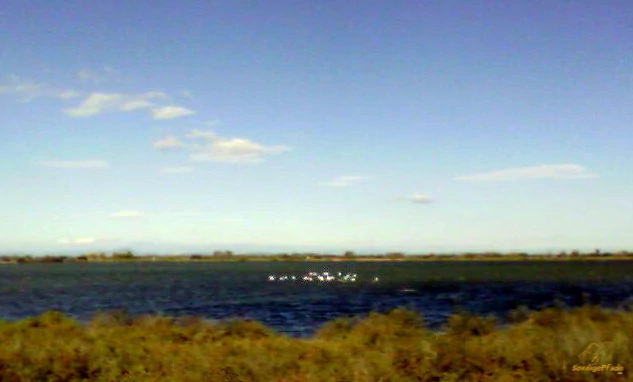 Frankreich - Camargue Flamingos am Canal du Rhone a Seté
