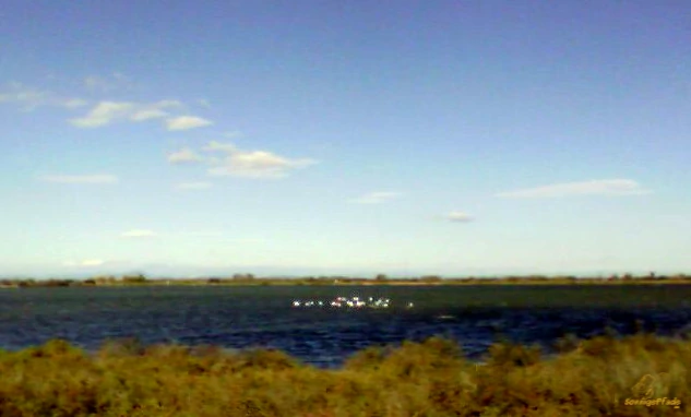 South France  - Camargue