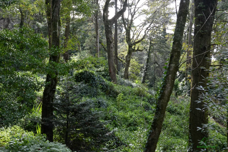 Sintra, Portugal: Zauberwald im Pena Parque