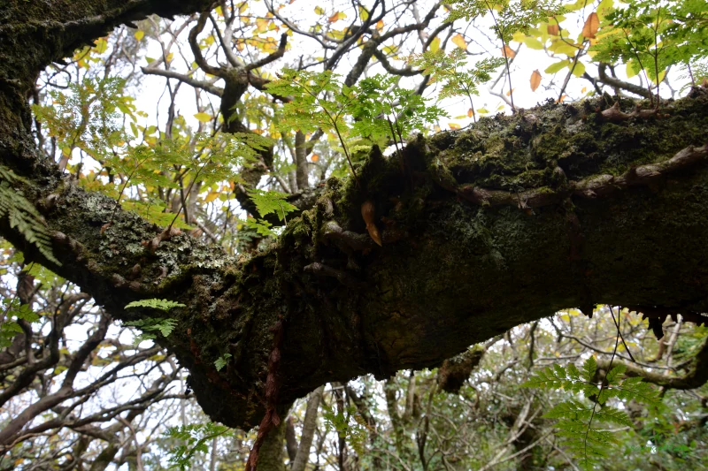 Sintra, Portugal: Ferns on a cork oak in Pena Parque