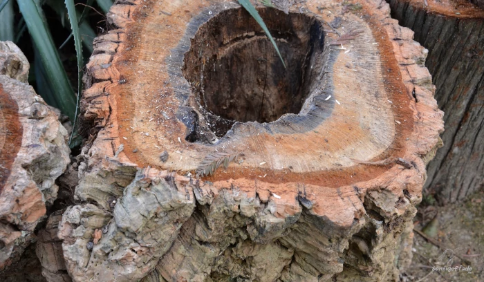 Pena Park - Cross section of cork oak - trunk with cork bark