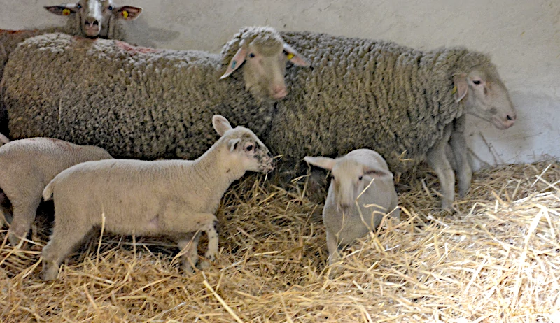 Eine Familie der Merino Landschafe im Stall