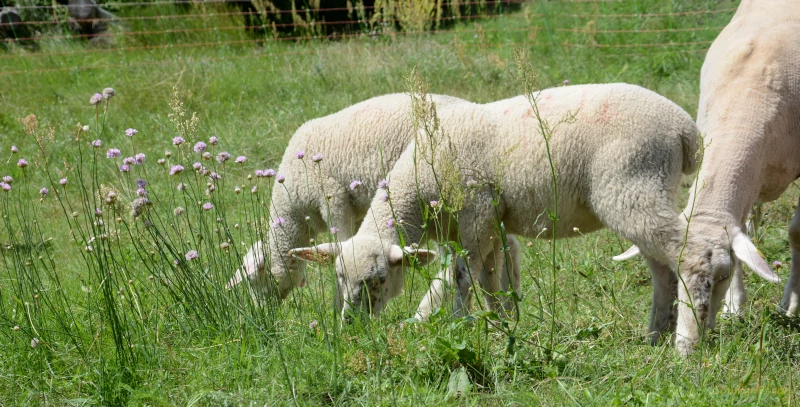 Merino land sheep grazing on herb meadow