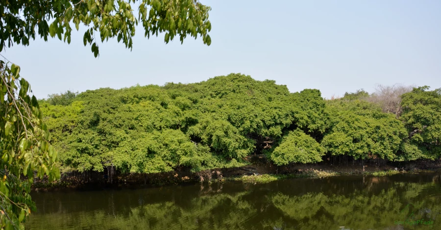 Thailands größter Banyan - Baum (ficus benghalensis) in Phimai - "Urlaub im Grünen"