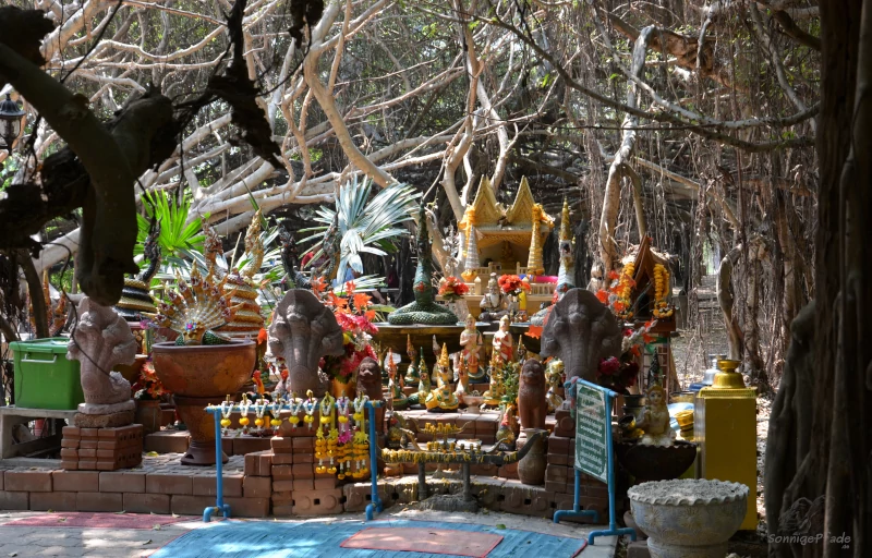 Prayer  spot under the crown of the Banyan - tree