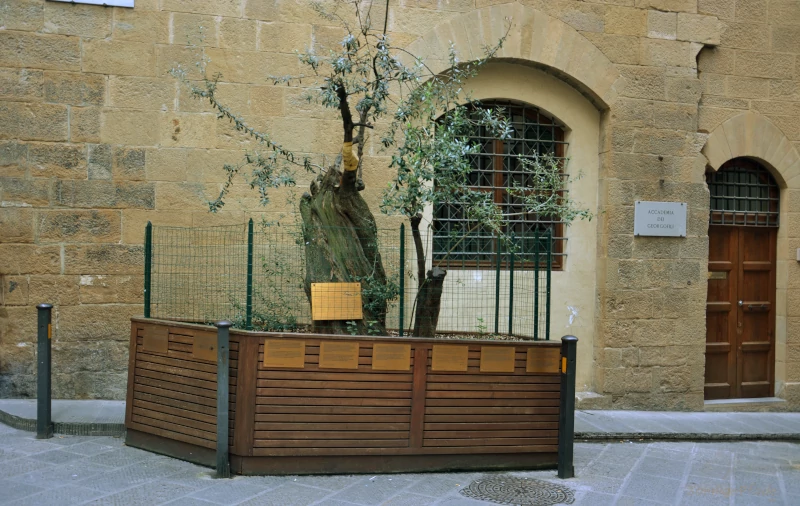 Olive tree as a memorial for car bombing in Florence 1993