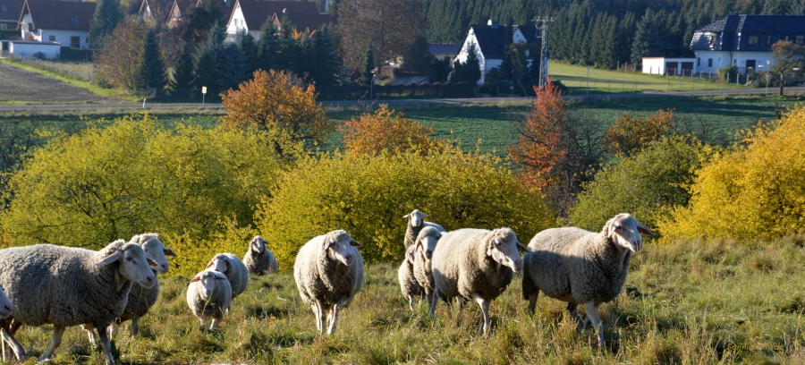 Schafe bei der Beweidung zur Landschaftspflege