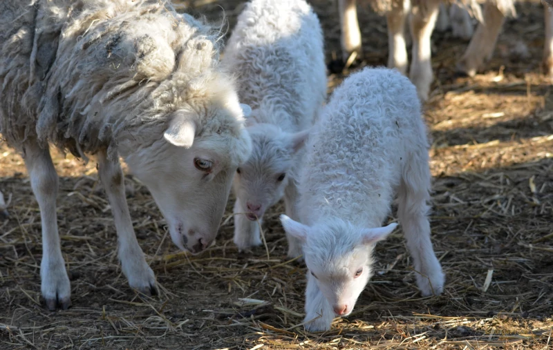 Nachwachsende Rohstoffe für Wolljacken: Skudden - Lämmer kurz nach der Geburt