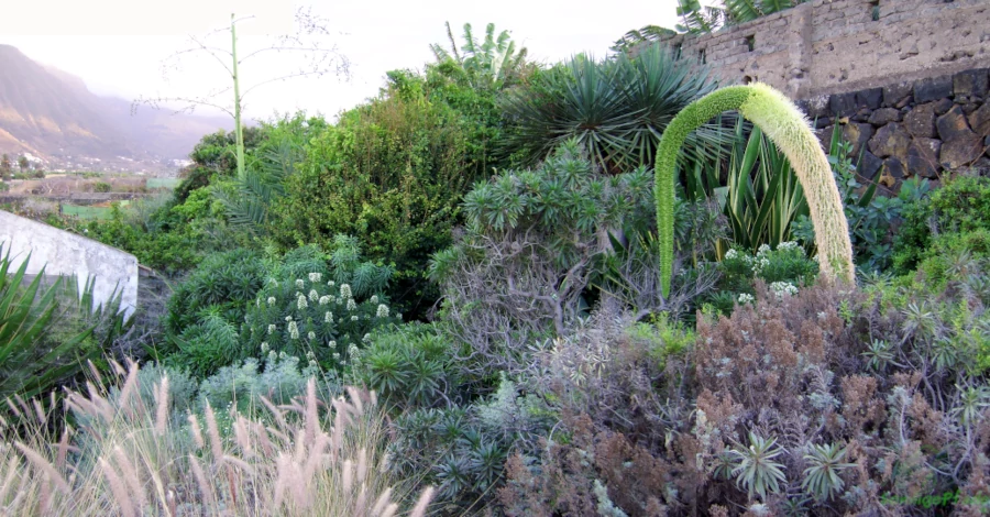 Lush vegetation exists only where enough rainwater can be stored