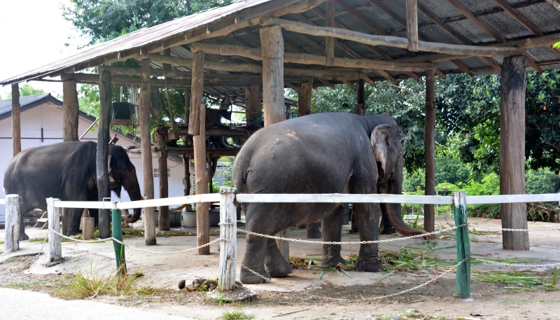 Norden von Thailand: Reitelefanten im carport eingeparkt mit Betonboden und Fußkette