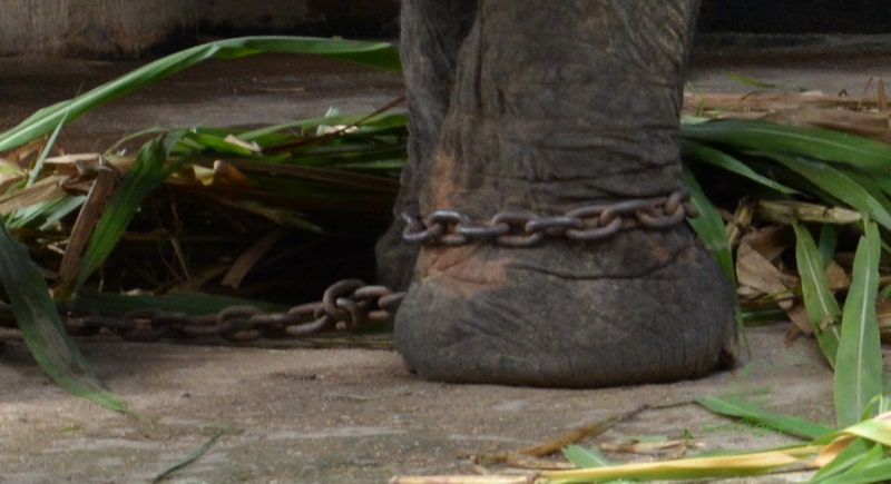 Fußkette am gefangenen Reit-Elefanten in Thailand