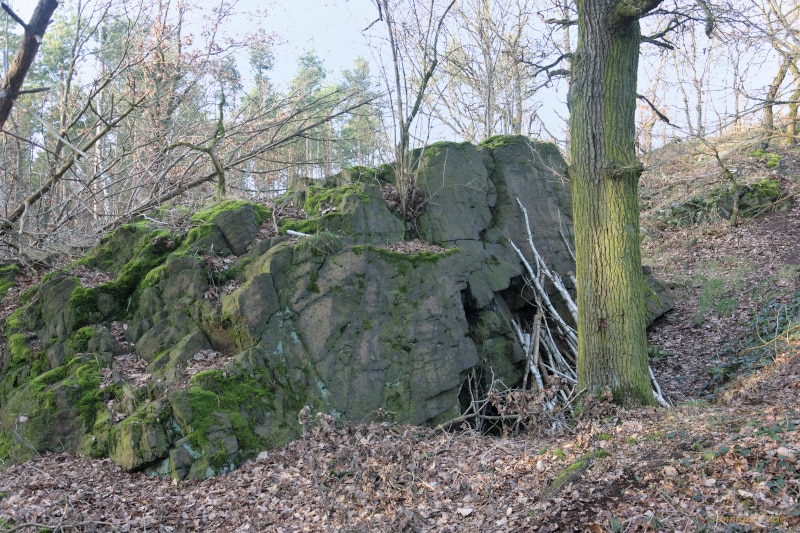 Im Schildbergwald bei Schildau: Der Napoleonstein am Südwest- Hang des Schildbergs
