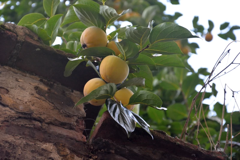 Paradies - Äpfel? Güldene Früchte ragen über eine Mauerkrone