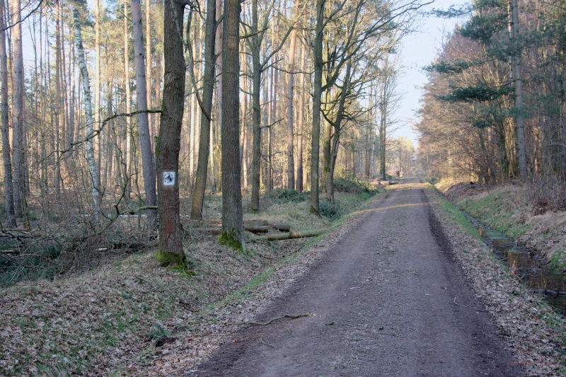 Forest path and bridle path in the Wermsdorf Forest