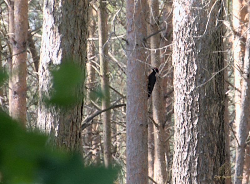 Black woodpecker in the Schildberg Forest