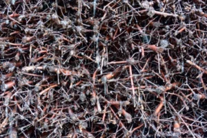 Sloethorn - Package in the graduation work