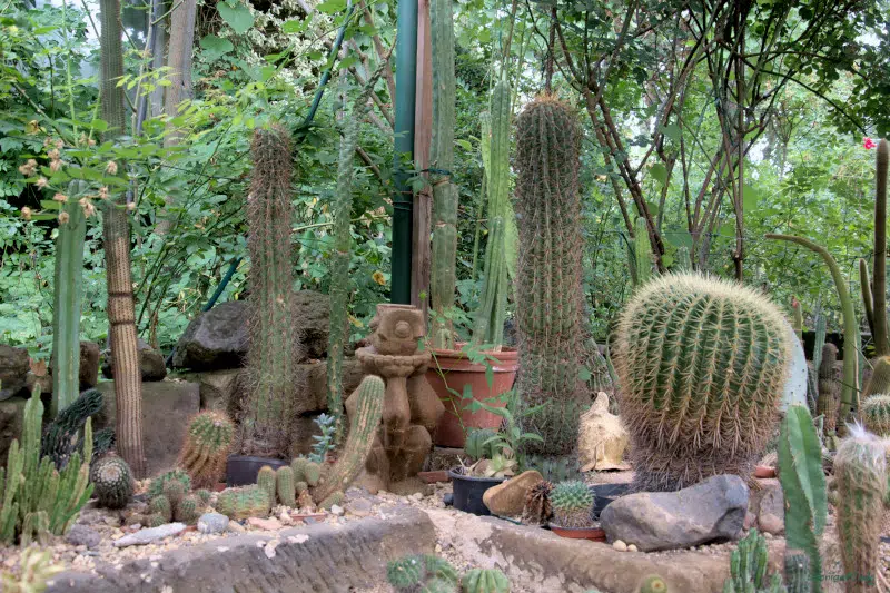 The cacti hill, a little like a mexican or texan desert