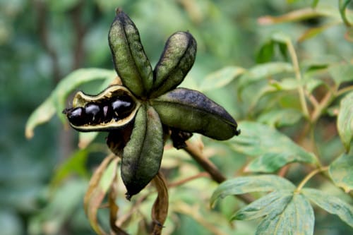 Some fruits look like starfish with coffee beans - Parish garden Saxdorf in southern East Germany