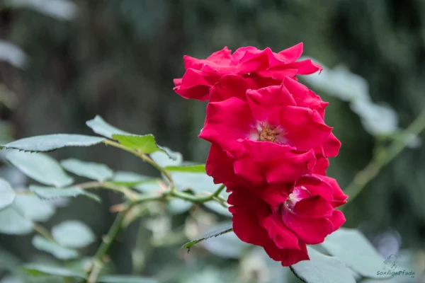 Eine der vielen hundert Rosenarten in voller Blüte