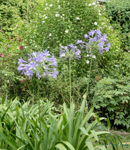 Blaue Blütentrompeten recken sich am Wegrand empor im Garten Saxdorf