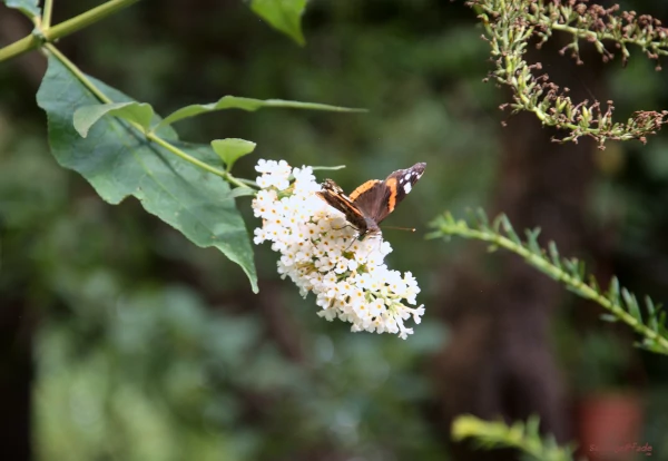 Ein Schmetterling Admiral an einer Blütentraube