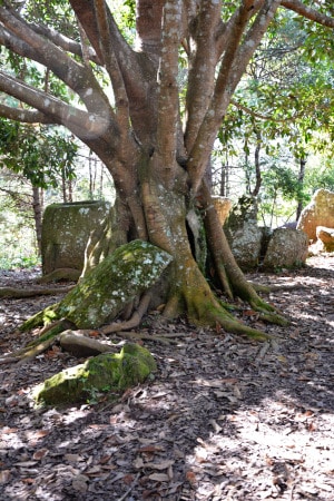 Plain of jars, Laos: Ein Baum ist aus einem Steinkrug herausgewachsen