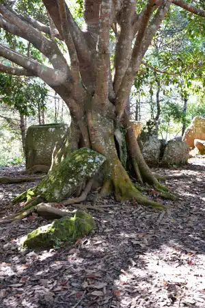 A tree has broken his „plant pot“ and grows over the fragments - Plain of jars, Laos