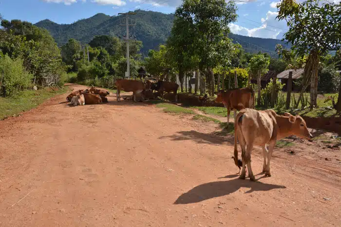 Typical obstacles: Cattles on the street in Xieng Khouang Province, Laos