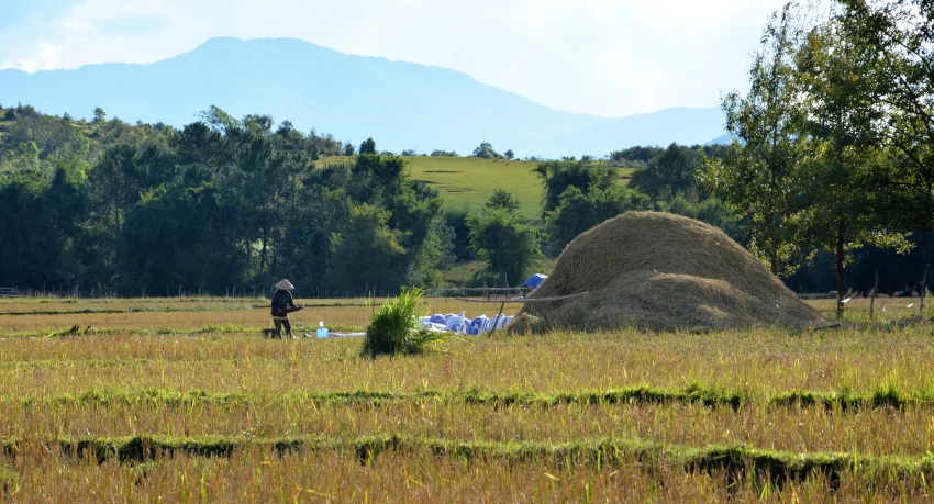 Laos, Ebene der Tonkrüge: Reisbauer beim Reinigen der Ernte nahe jar site 3