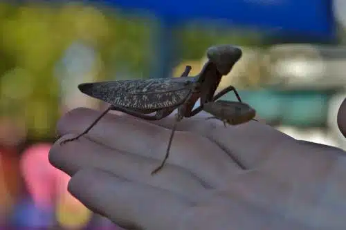 Found during Kayaking tour: a praying mantis