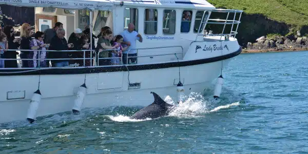 Tourists chaise for the Dolphin Fungie with Tour-Boat