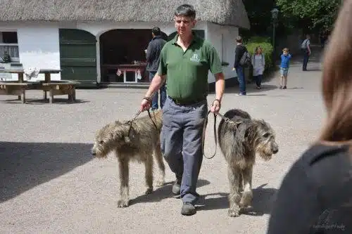 Irish Wolfhound at a stroll in the folkpark 