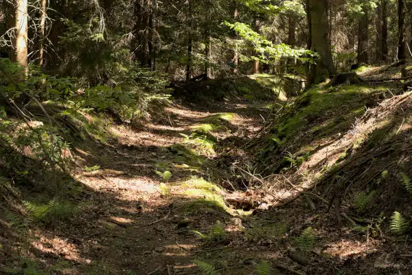 Remains of a sledge run in the forest behind the Spa center