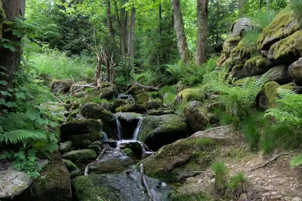 Bachlauf im Wald bei Bad Flinsberg (Isergebirge)
