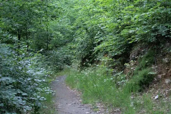 Hiking trail in the Iser Mountains near Czerniawa Zdrój